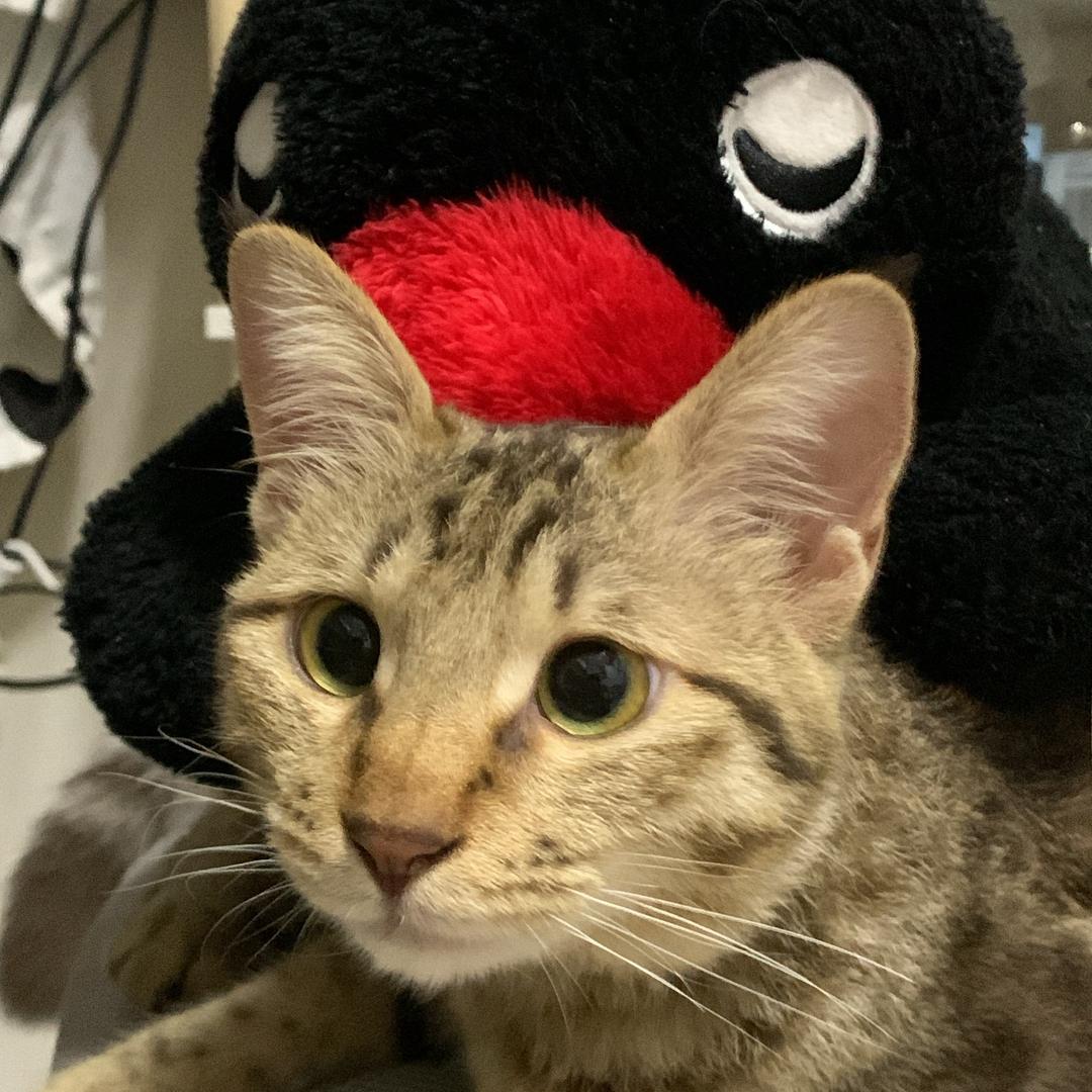 一般熊猫头