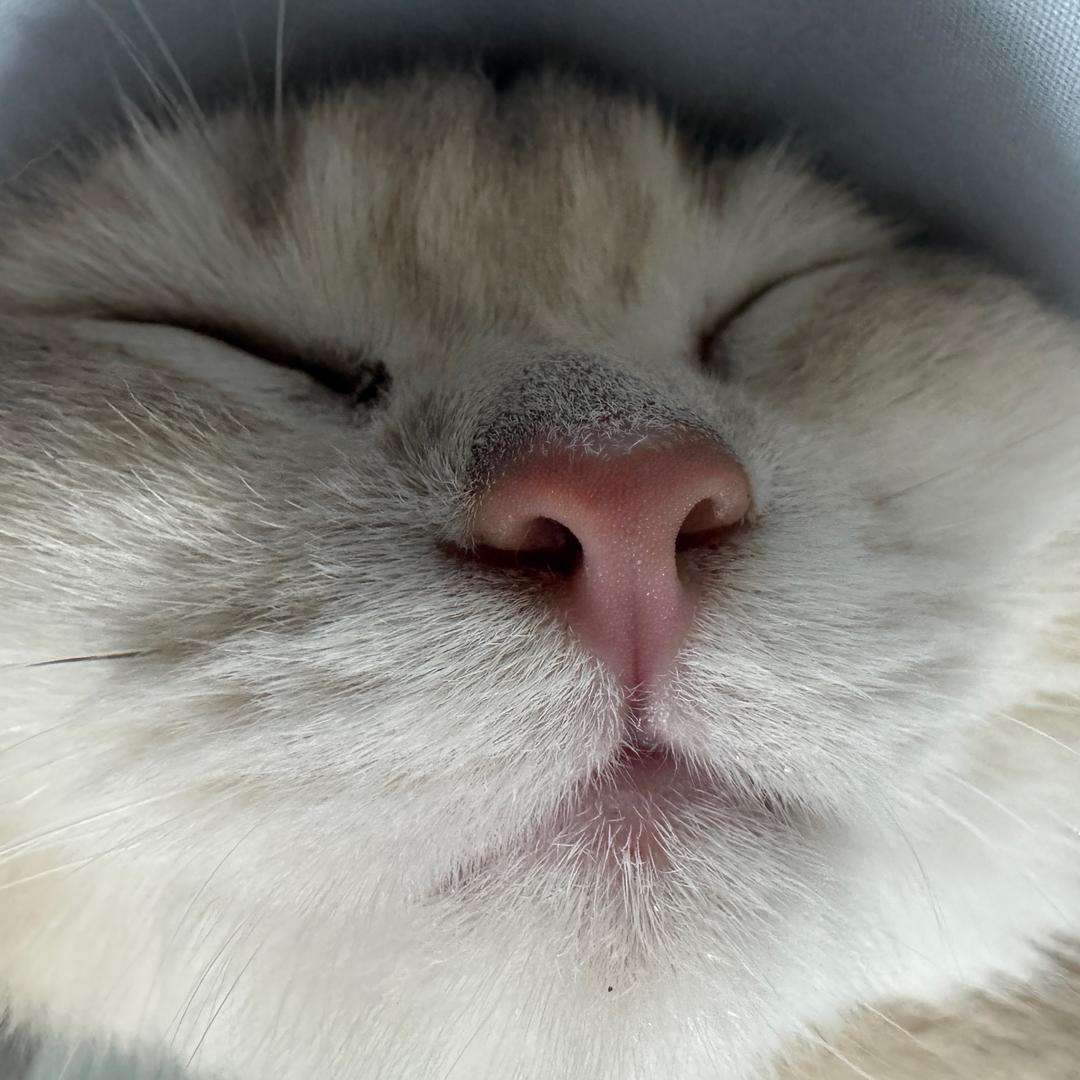 脆升升