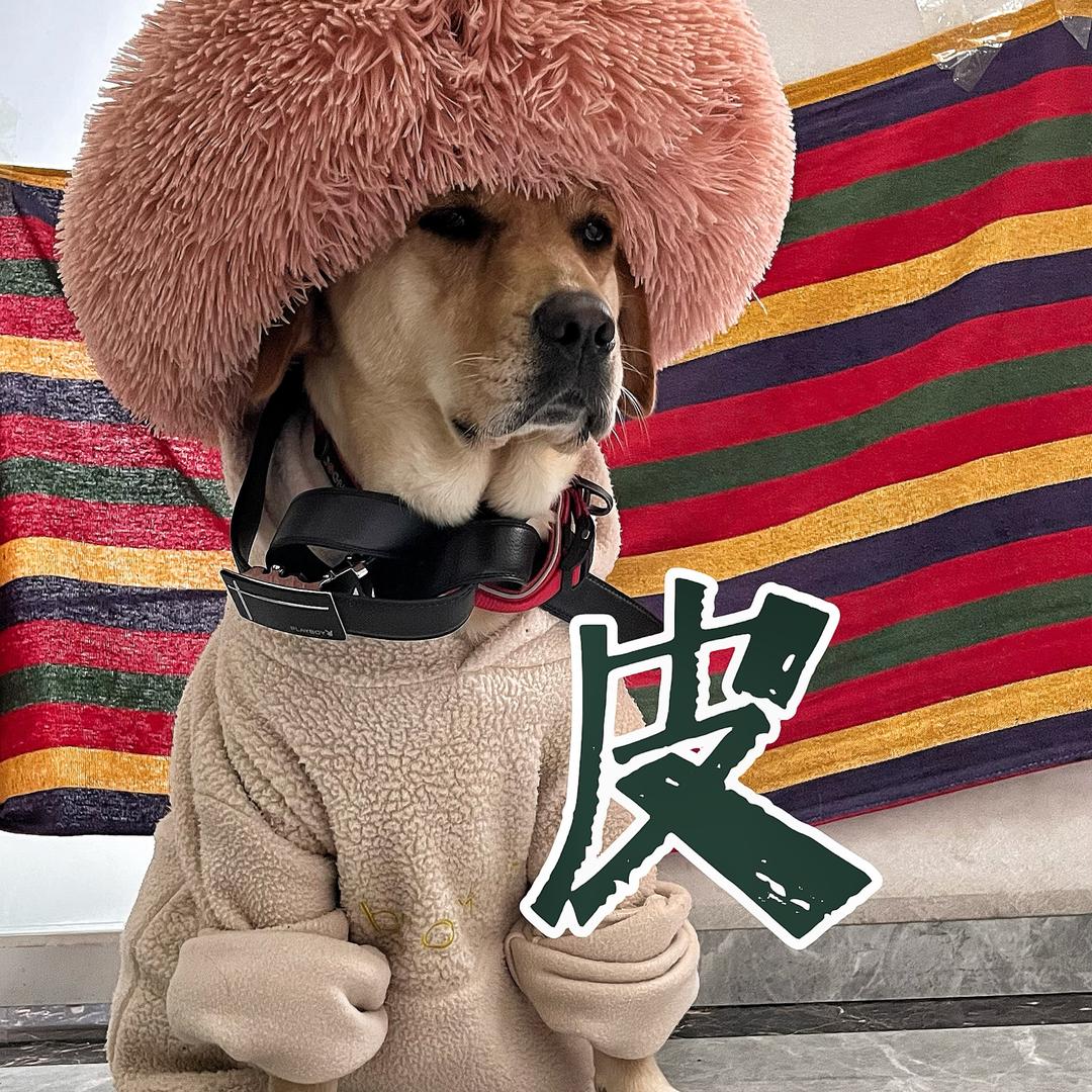 小皮家的日常@抖音