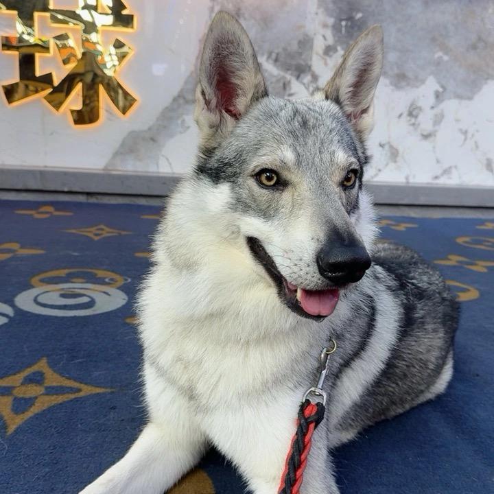 捷克狼犬-锅巴