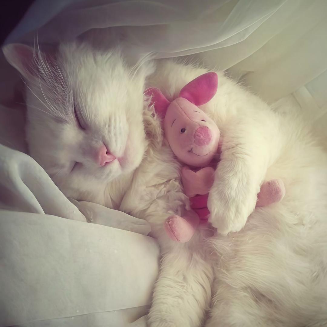 谁用了我的西蓝花