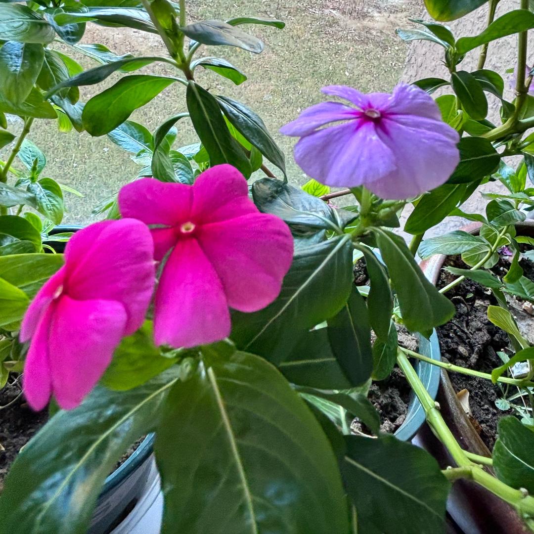 杨瑷旭