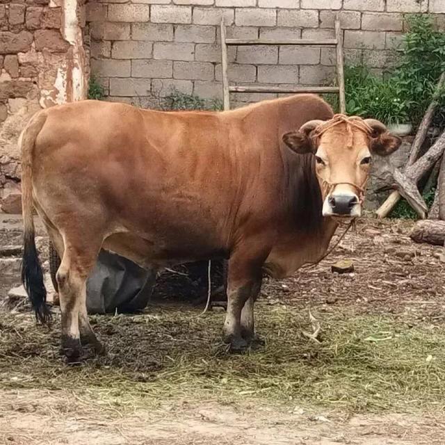 牧品鲜