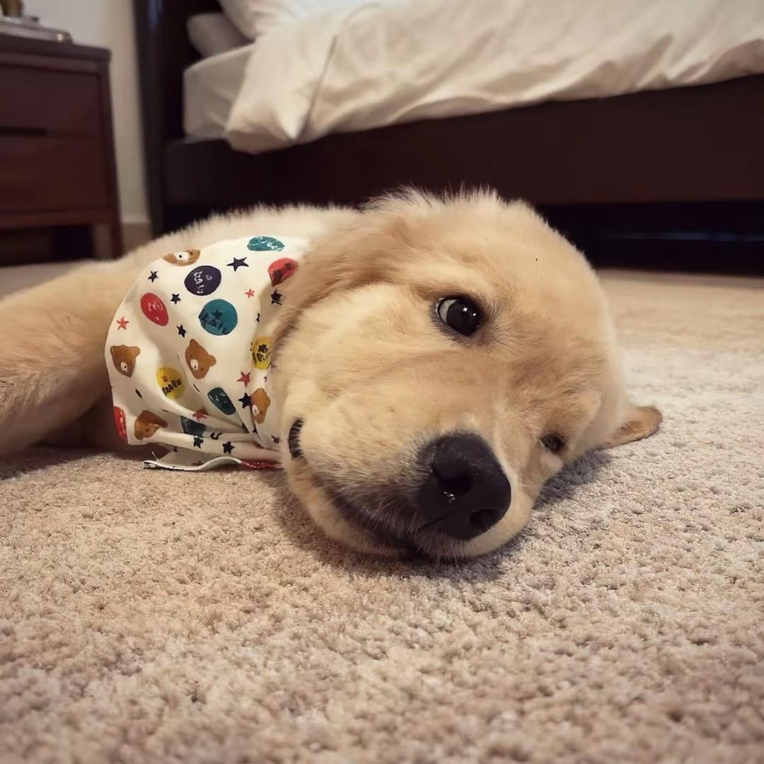 狗鼻子帕克