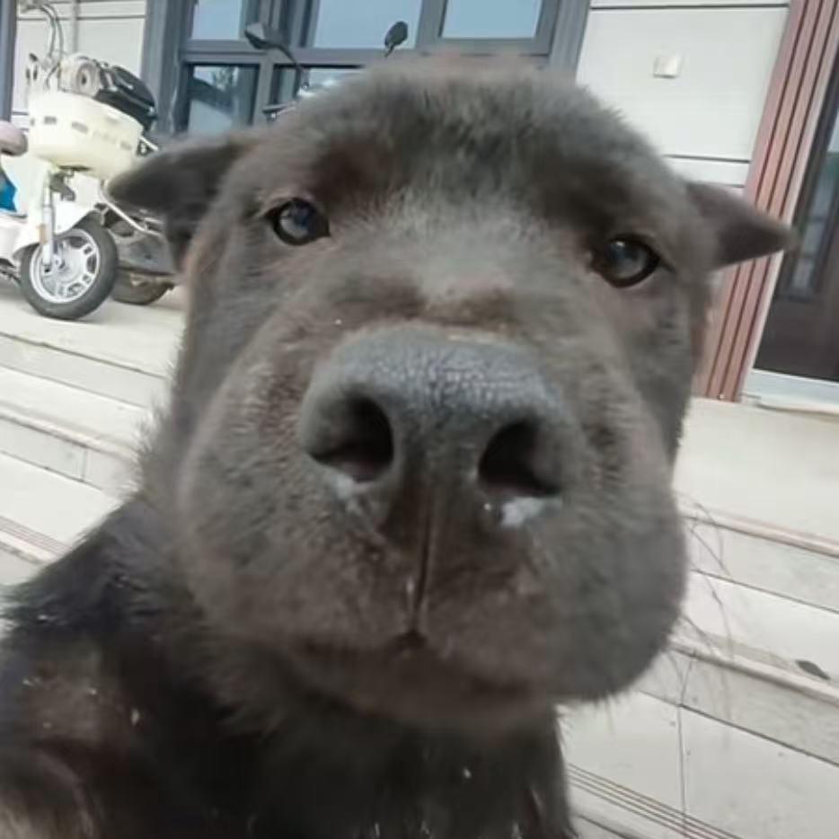 比心狗狗