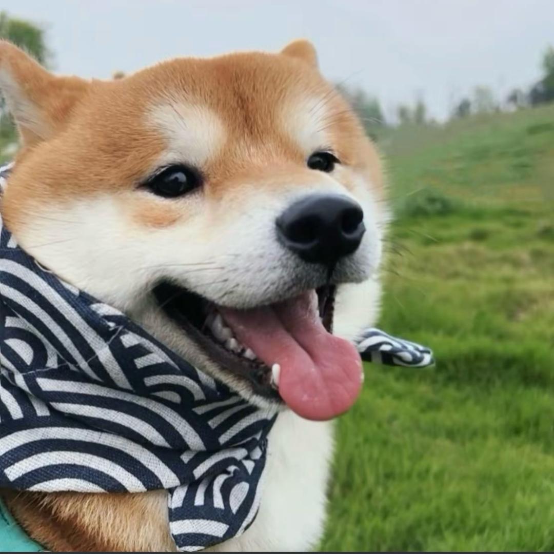 宅二十