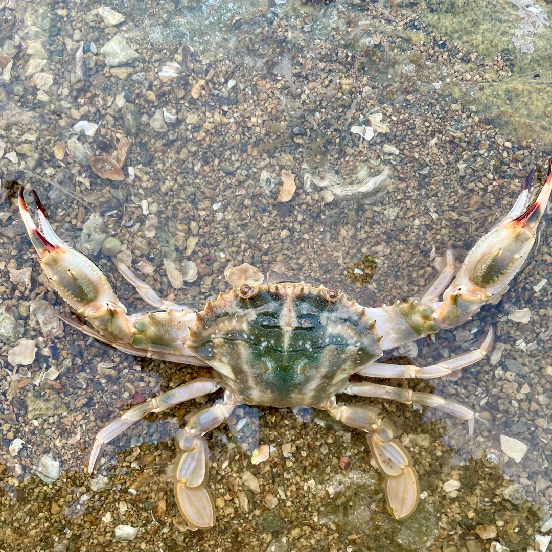 兄弟赶海