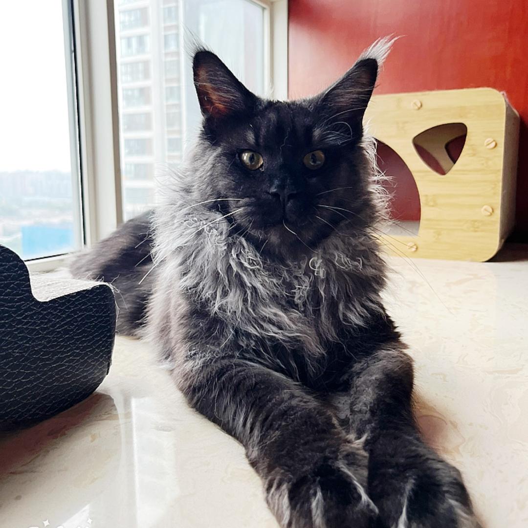 🇨🇳贰叁伍缅因猫