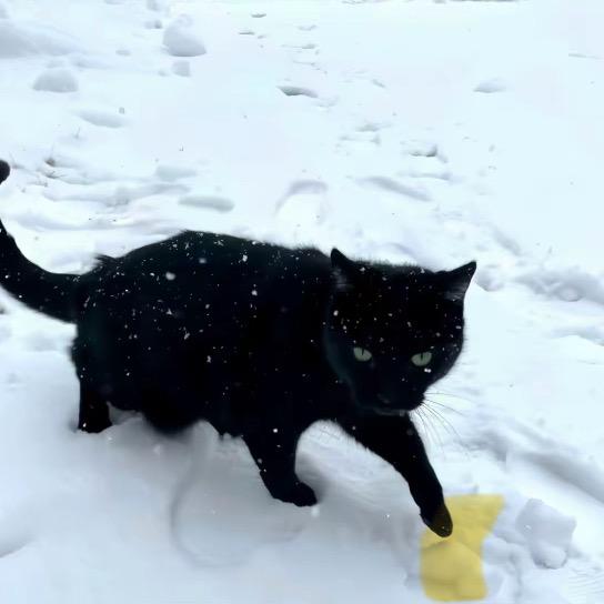 谁偷吃了我的蓝莓