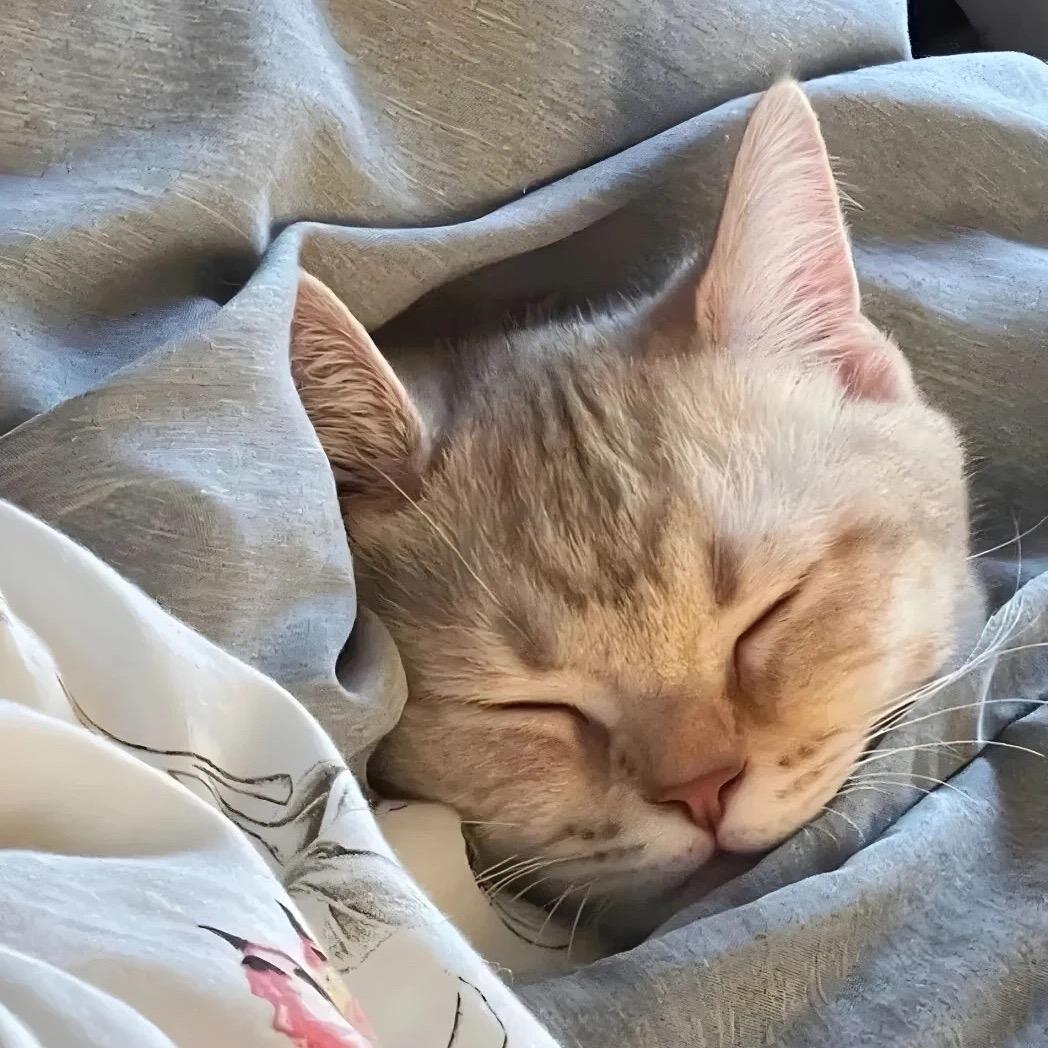 姬不如✨