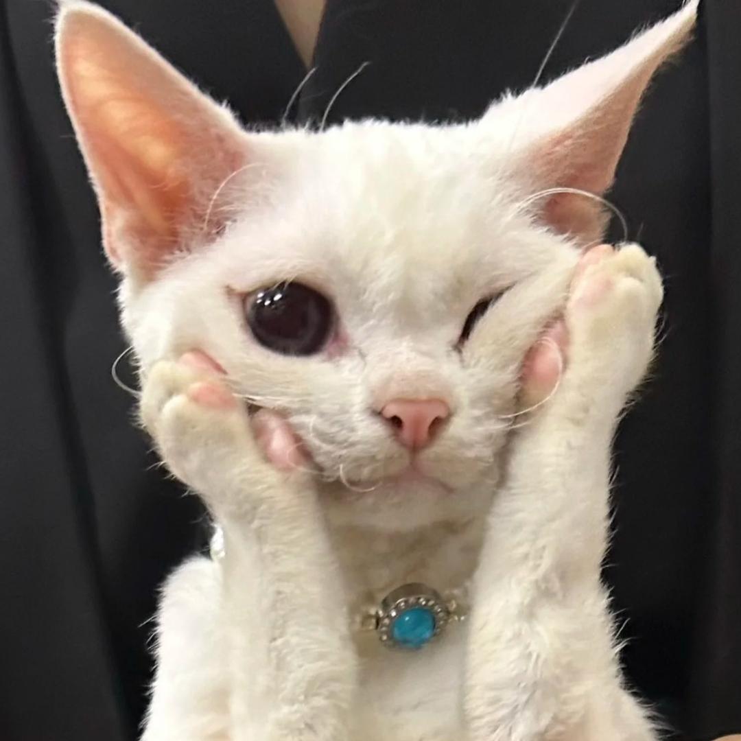 不吃蛋黄
