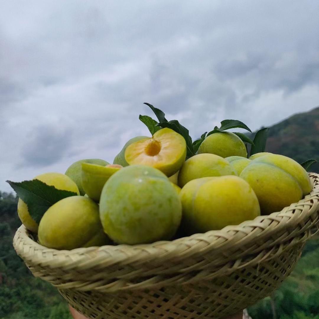 贵州果多多蜂糖李种植有限公司