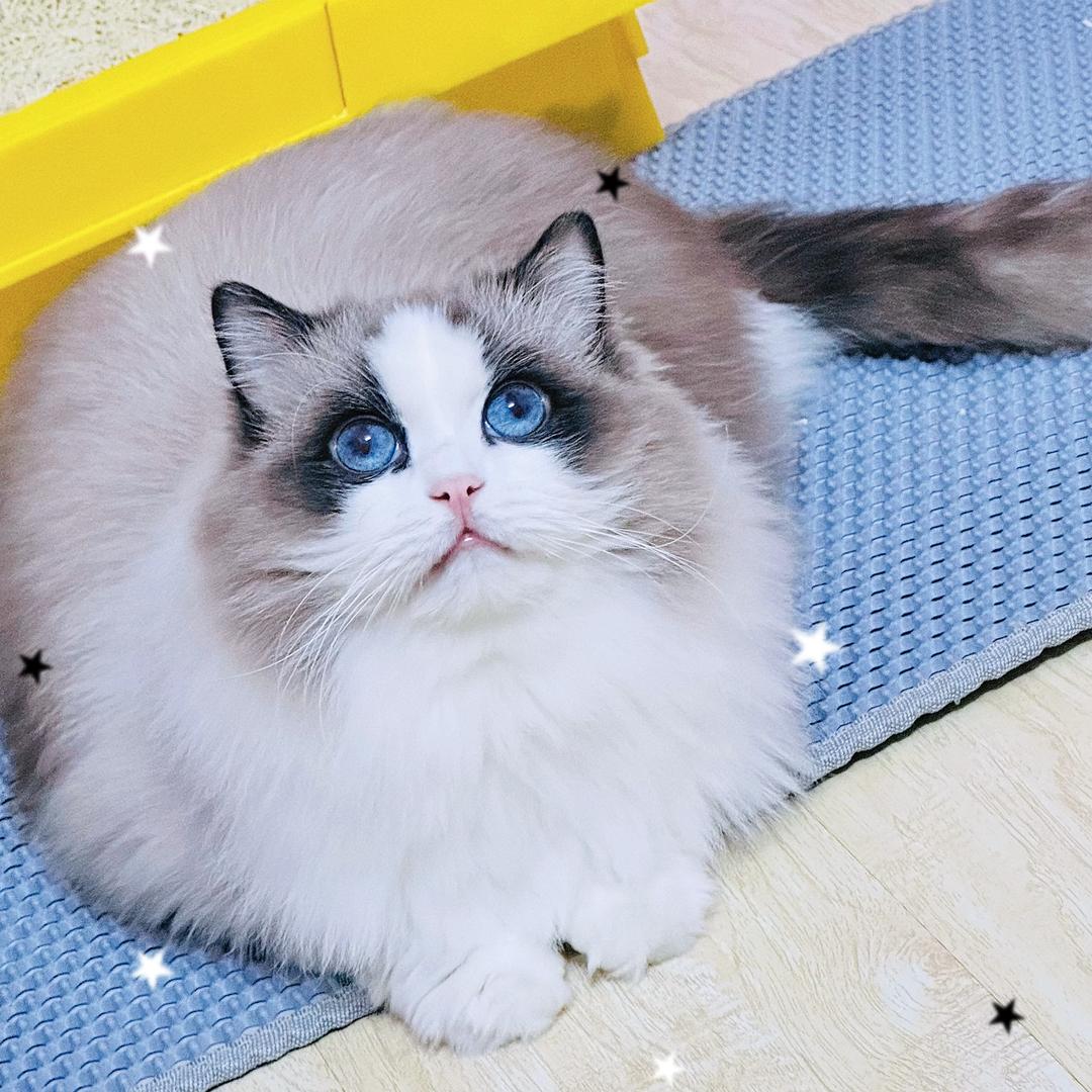 沈家💕三小姐.