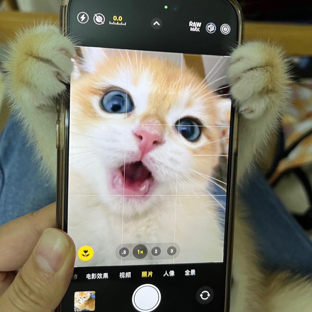 juju宝贝