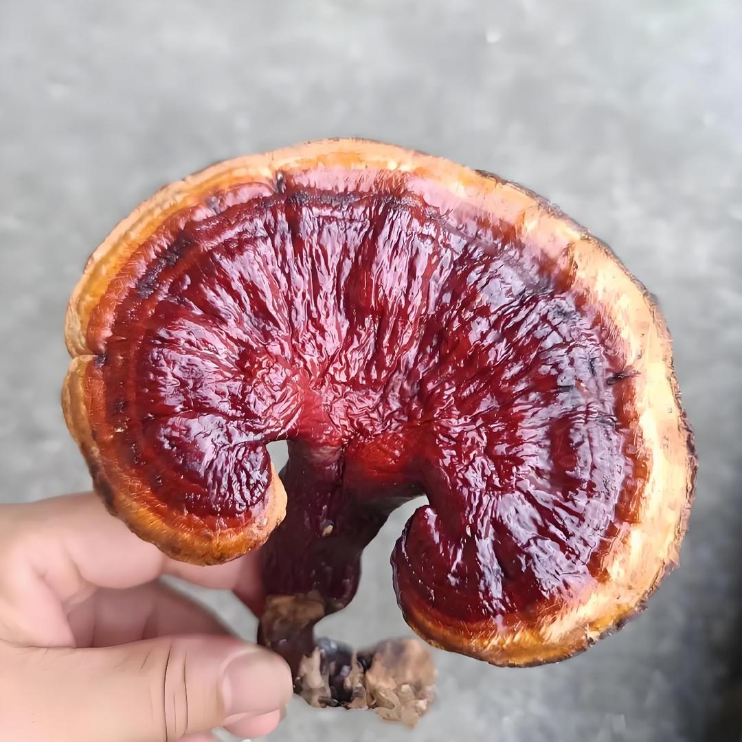 博睿书库