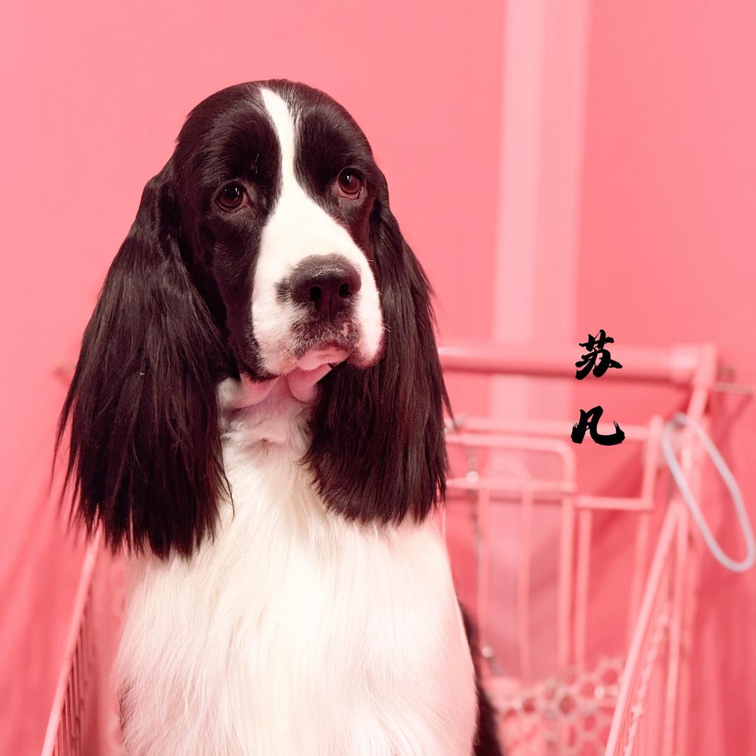 苏凡（匠心繁殖）