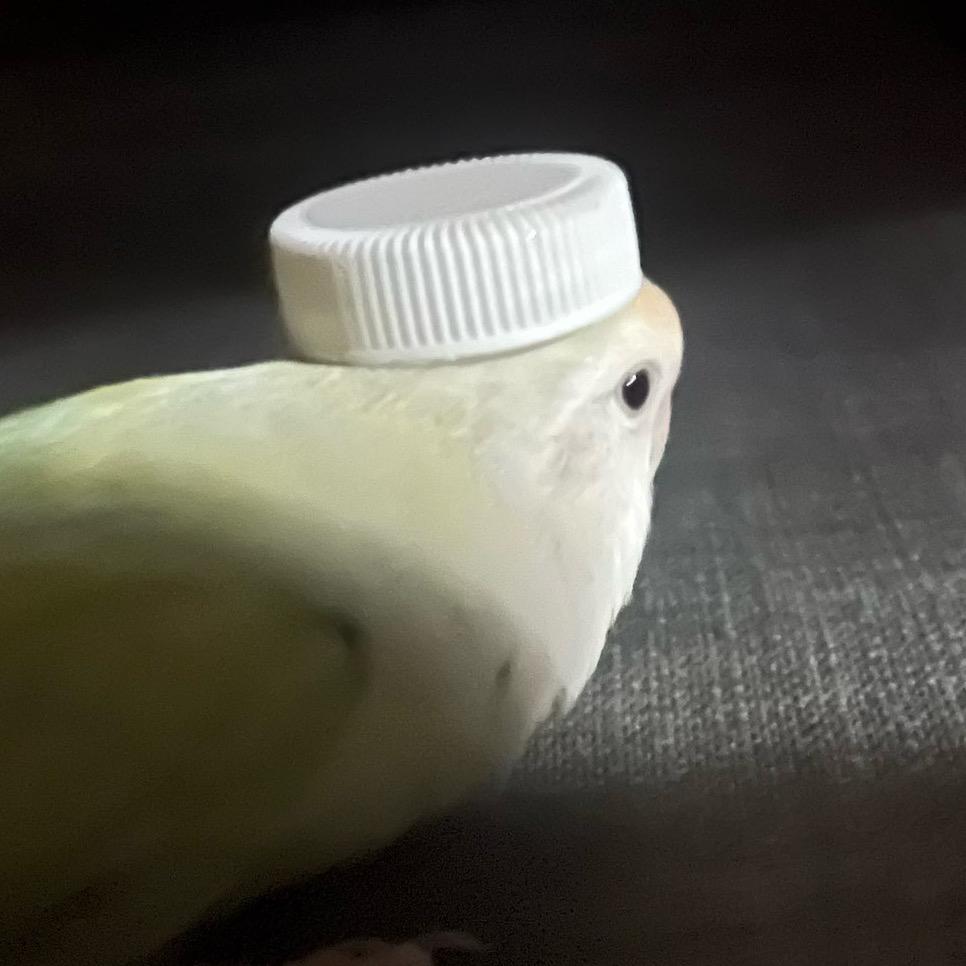 优比