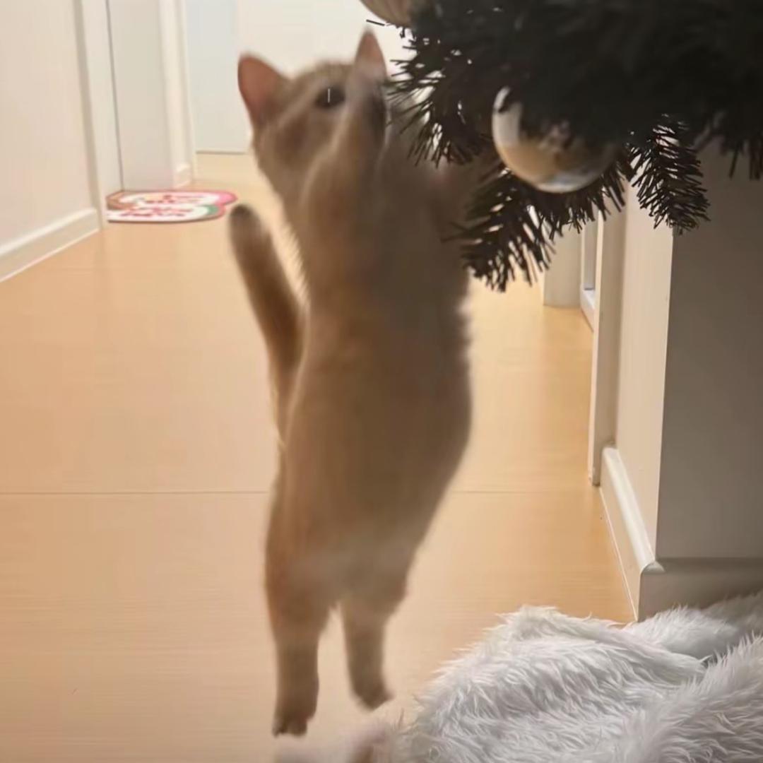 猫咪