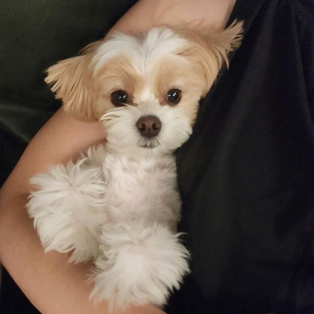 橙子学废了🍊（减肥刻苦版）