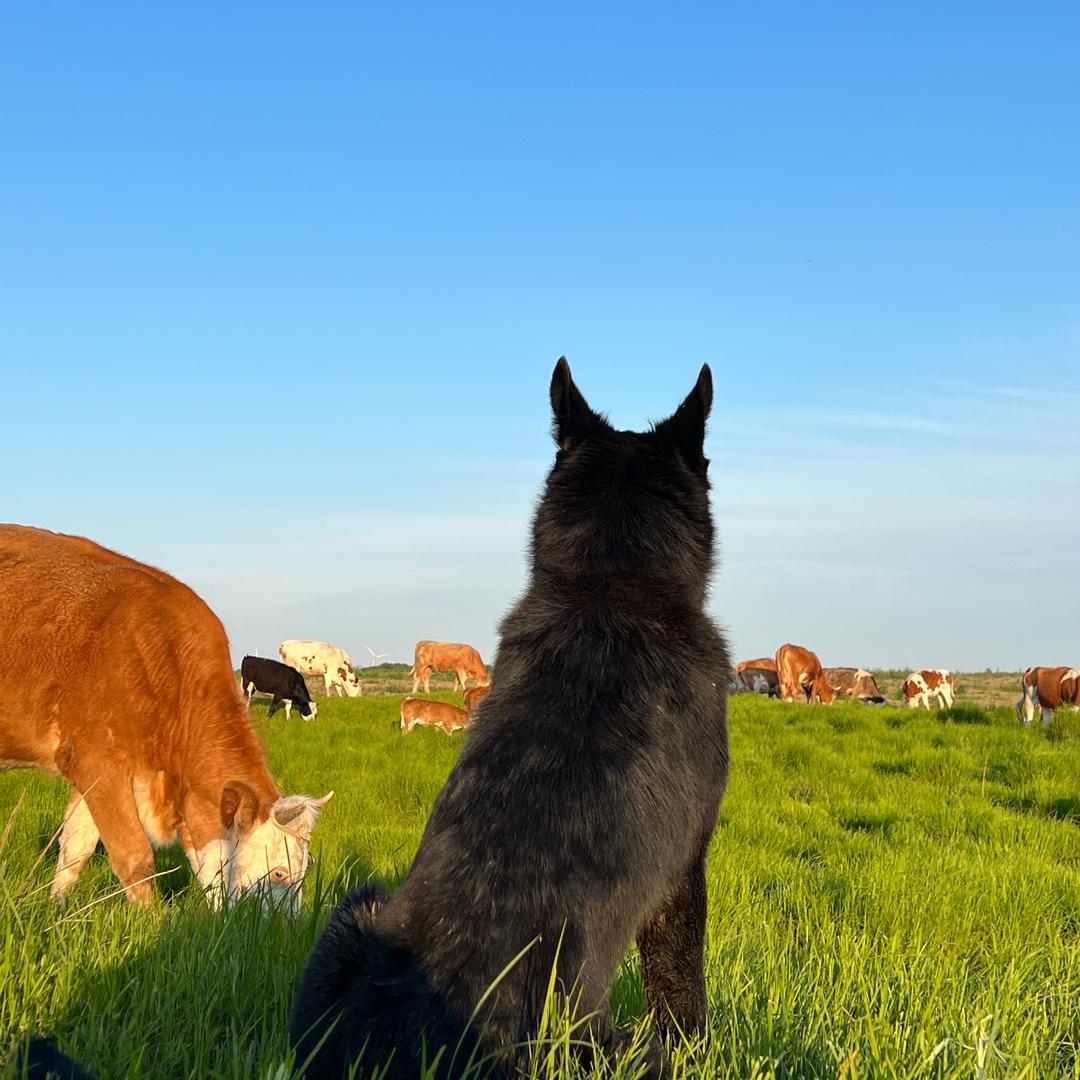 牧牛犬半斤八两
