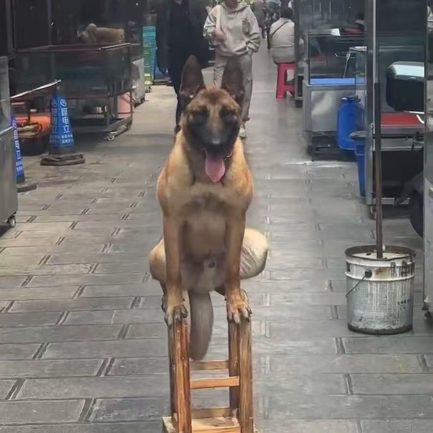 诚信犬业