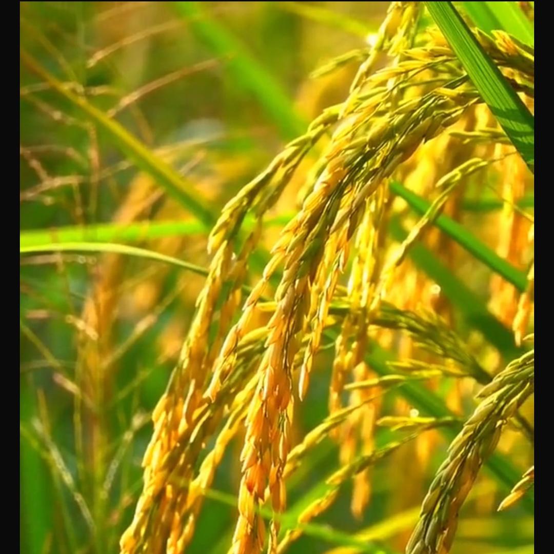 仙境抚琴网络工作室   橱窗选购点这里