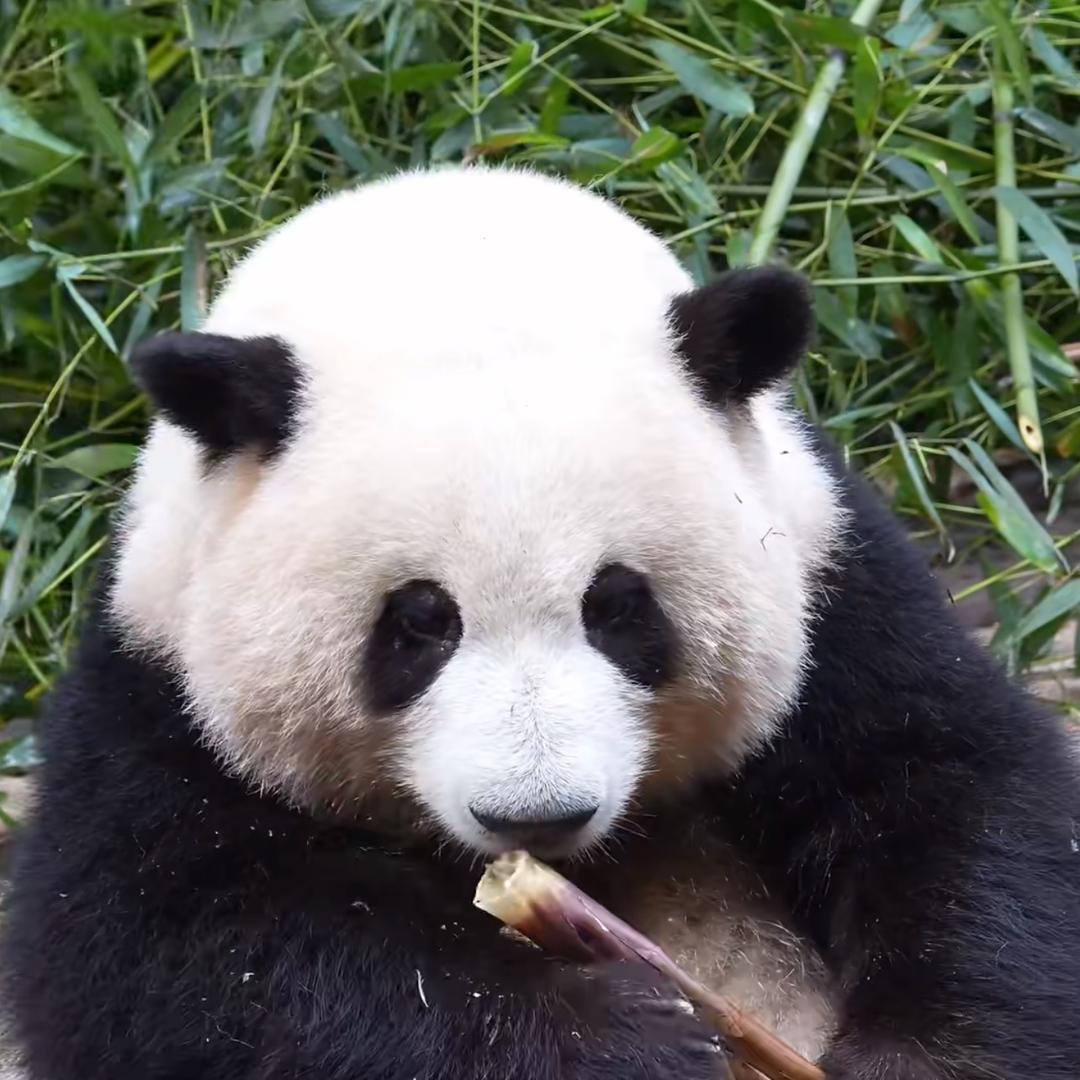 小鱼干