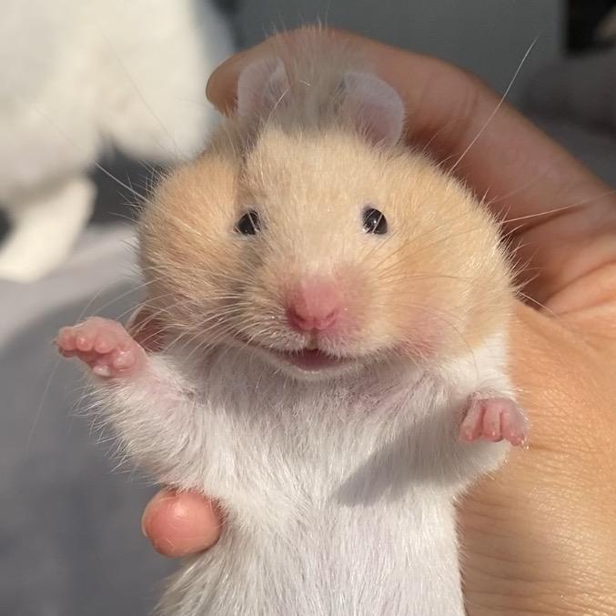 地瓜是只小猪熊