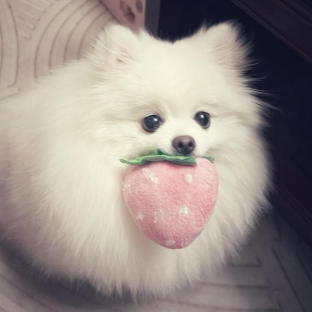 12.🥖• ᴥ.-🌭
