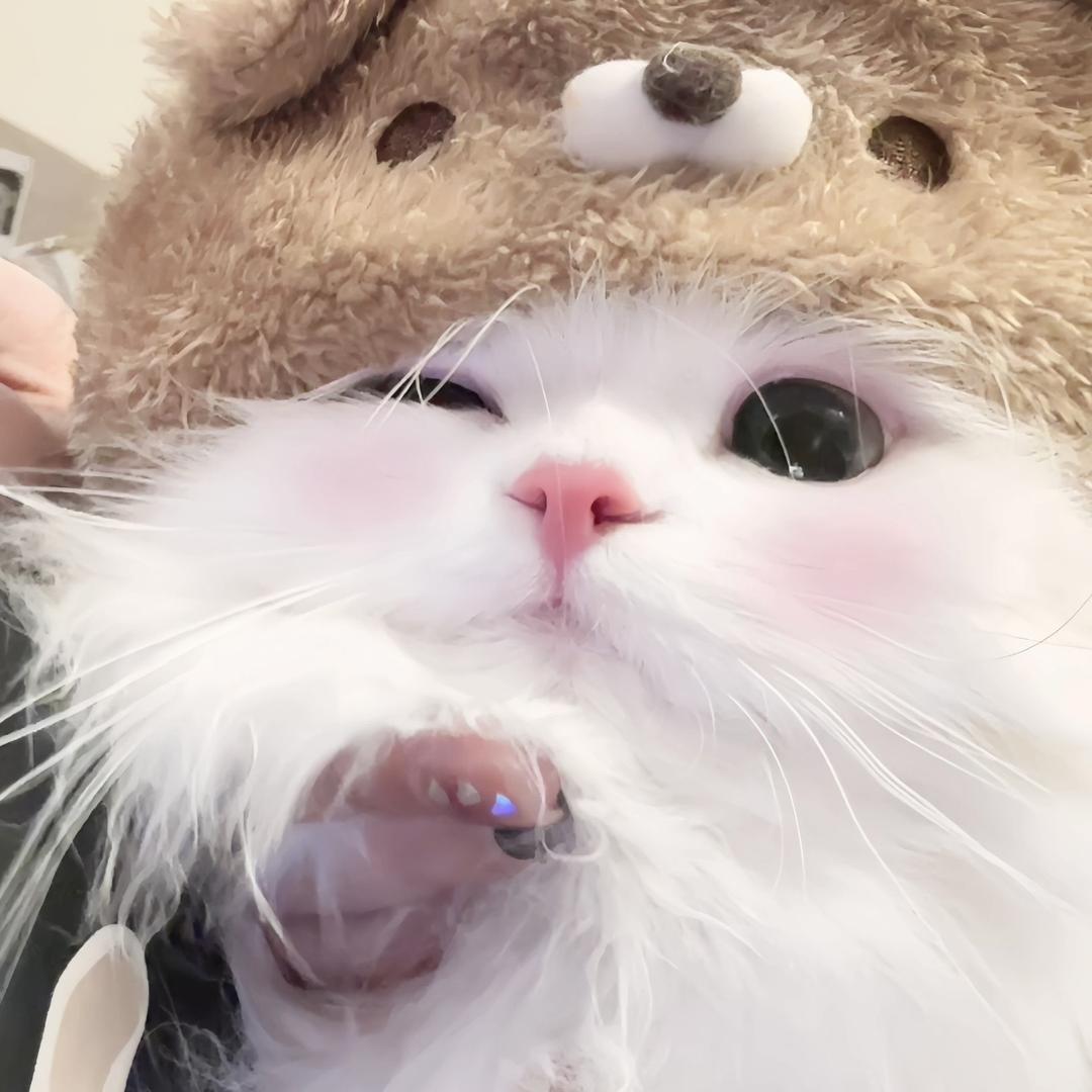 软软宝宝