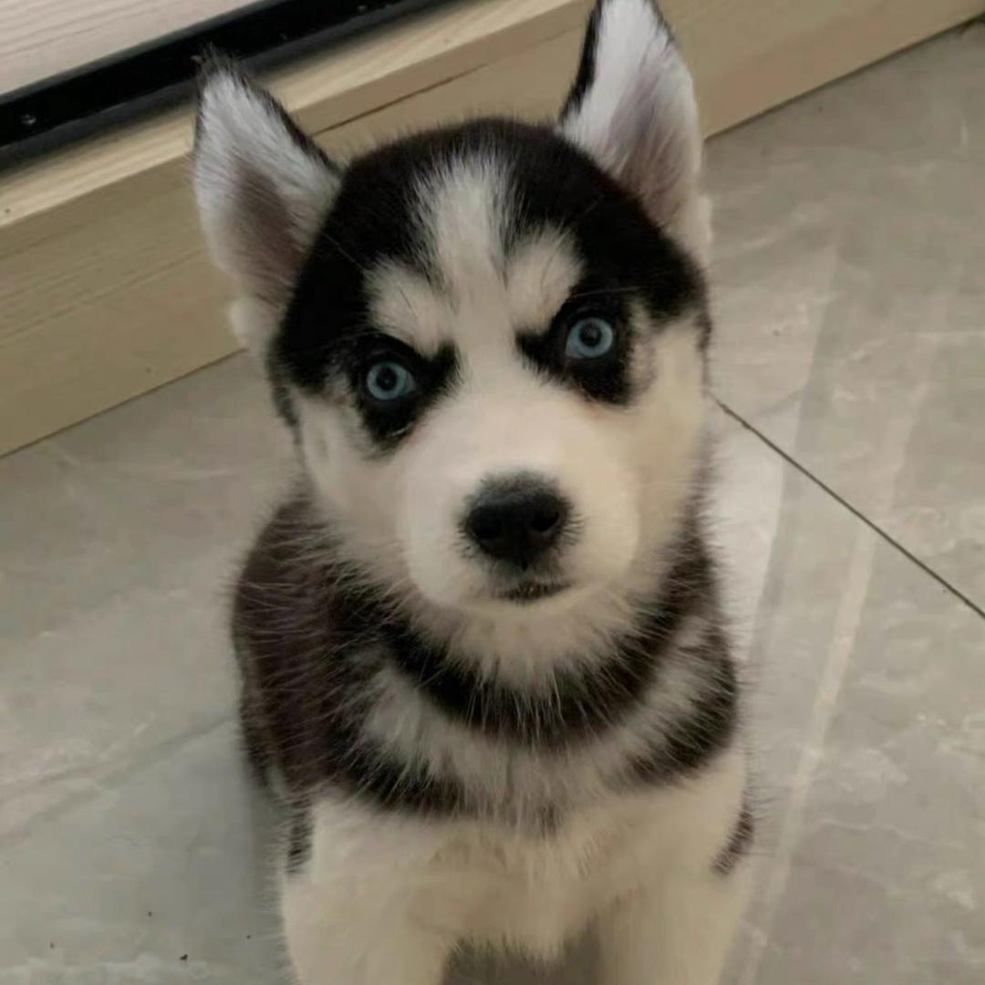 猫小腻的三弟狗腻