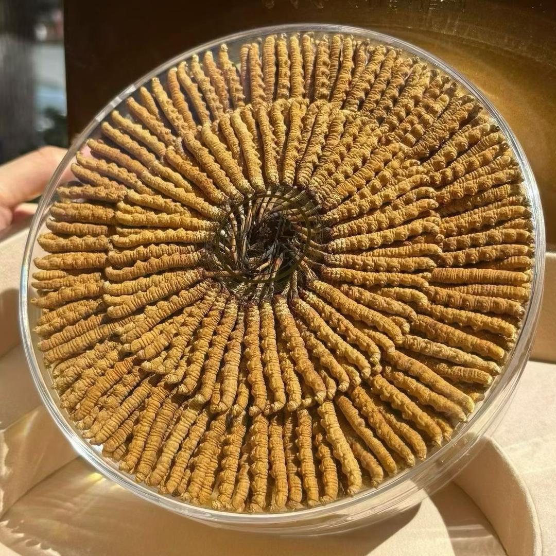 那曲牧人草虫草·晋美