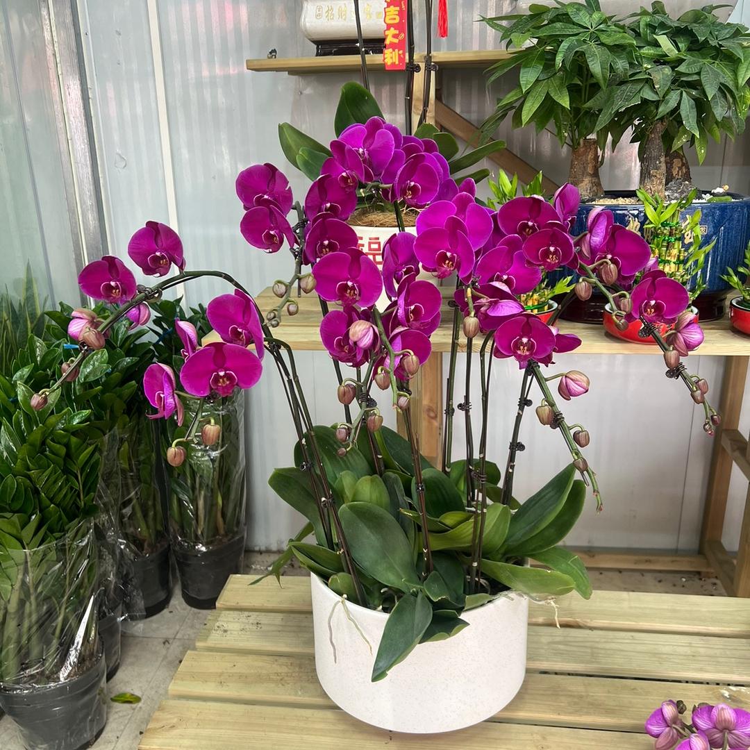 小象小飞飞