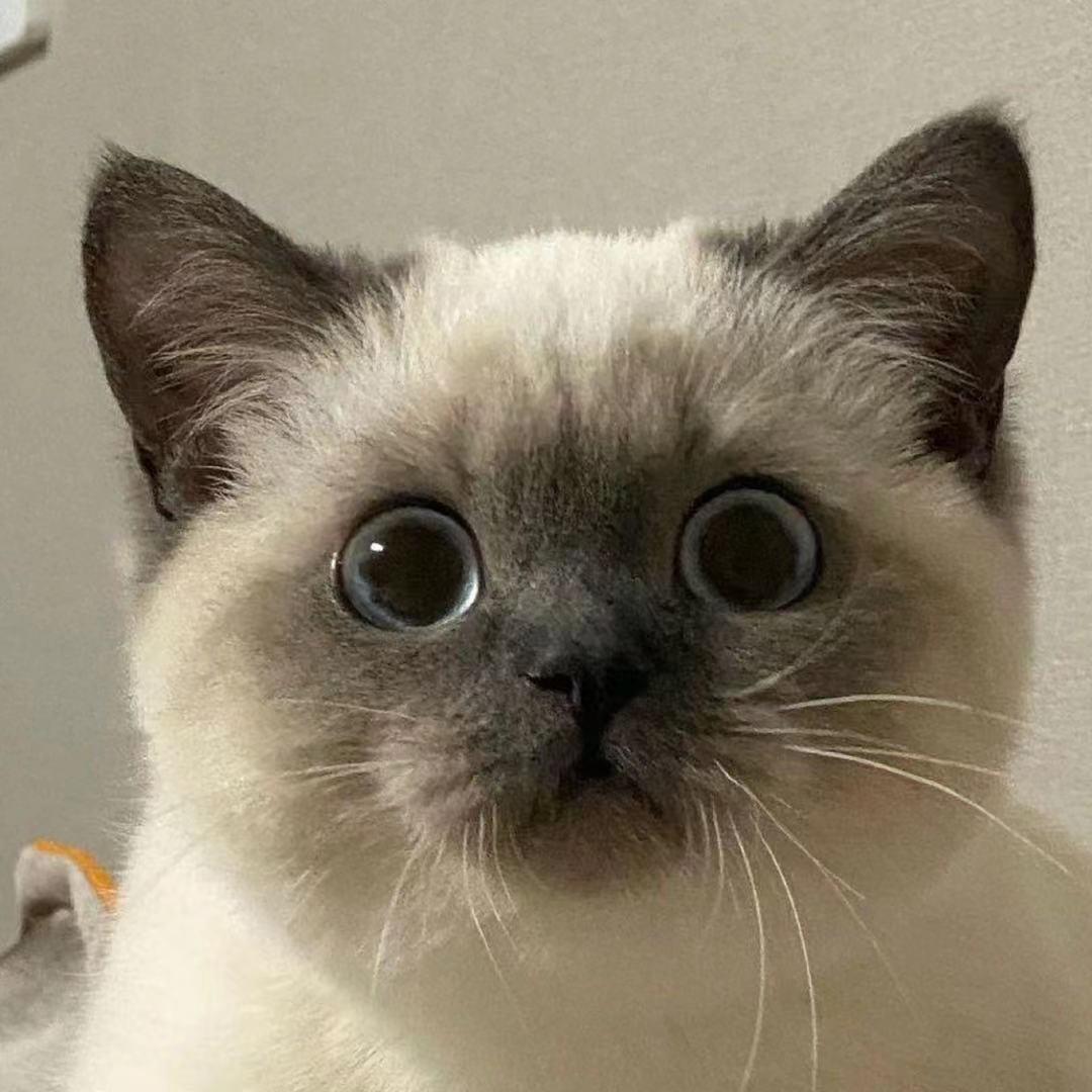 不会游泳的荷兰猪