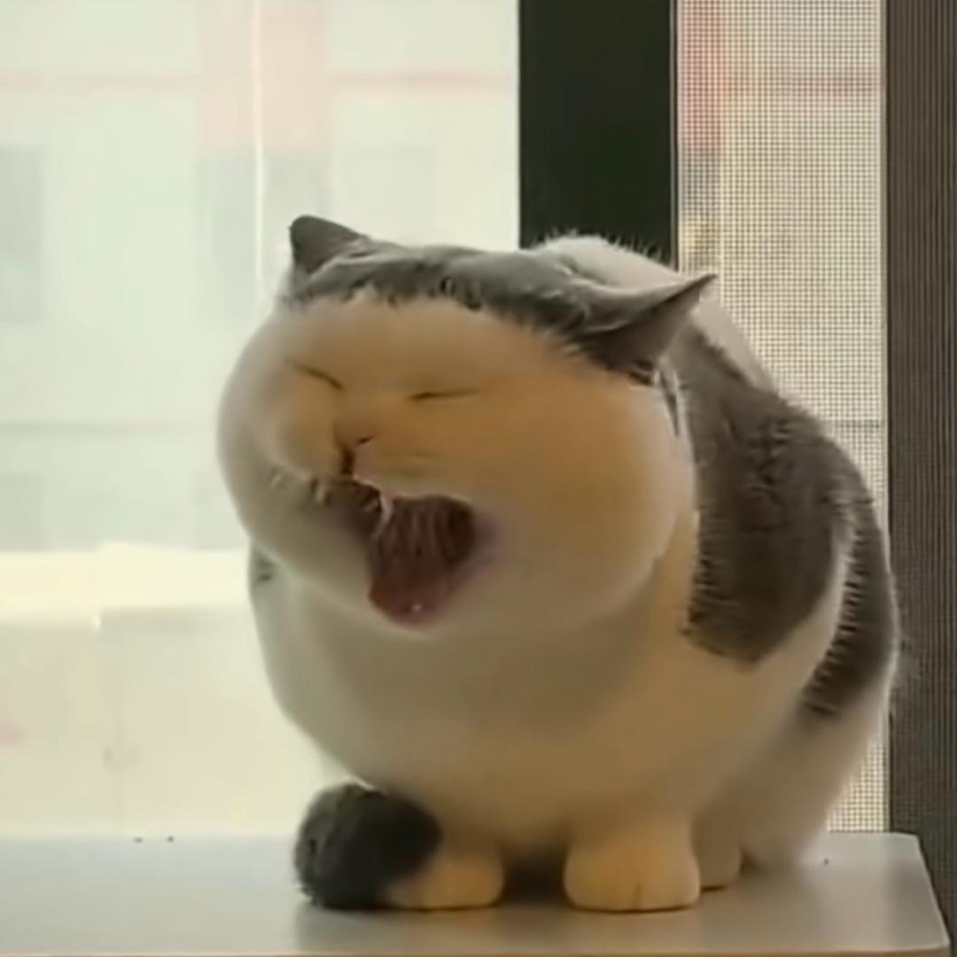 小卢