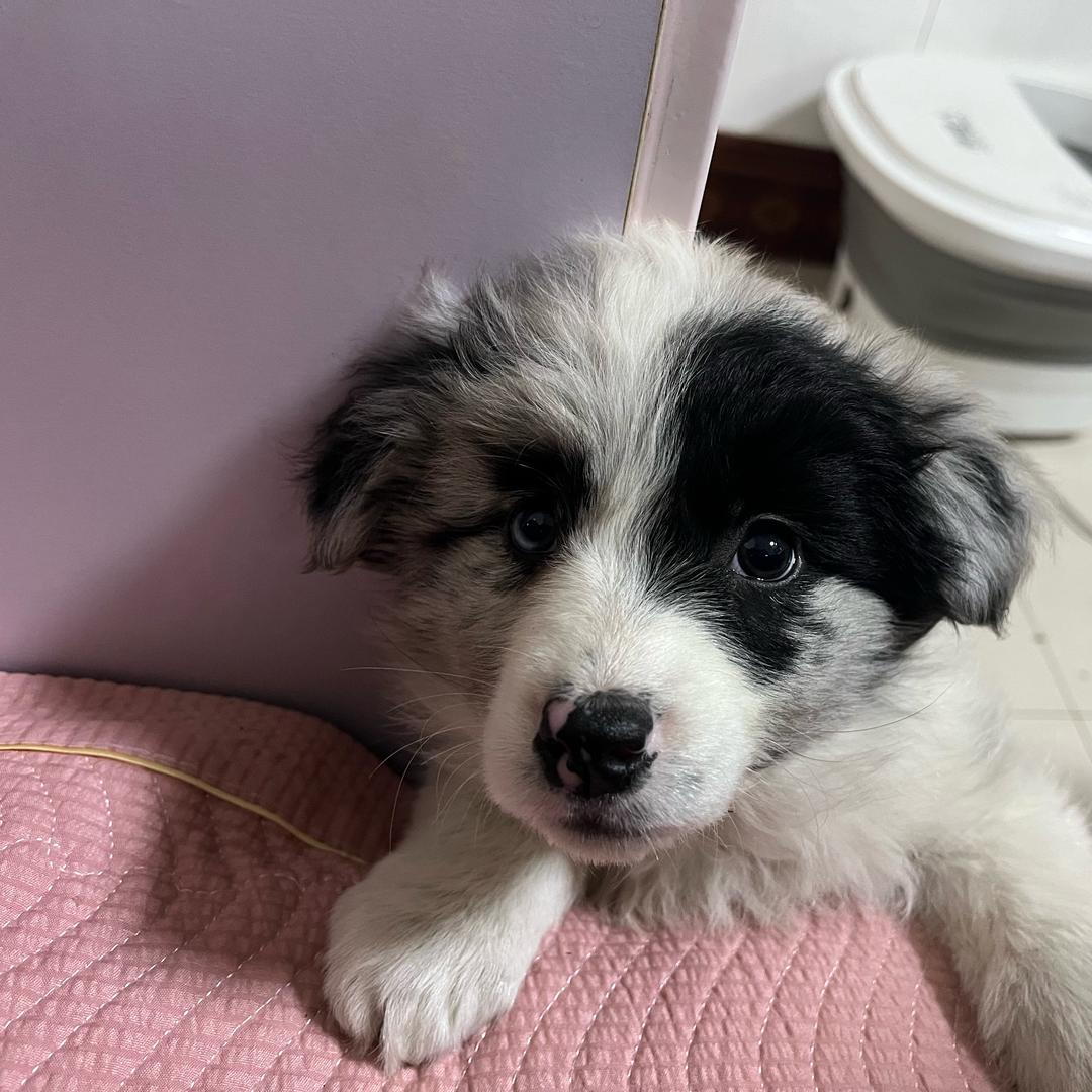 春潮聊犬猫