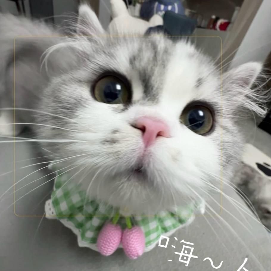 雨酱的四只猫🐱