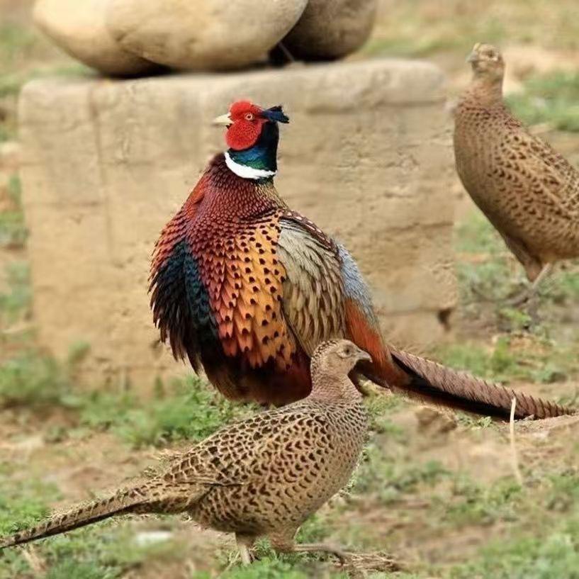 润农七彩山鸡 野鸡养殖生态园