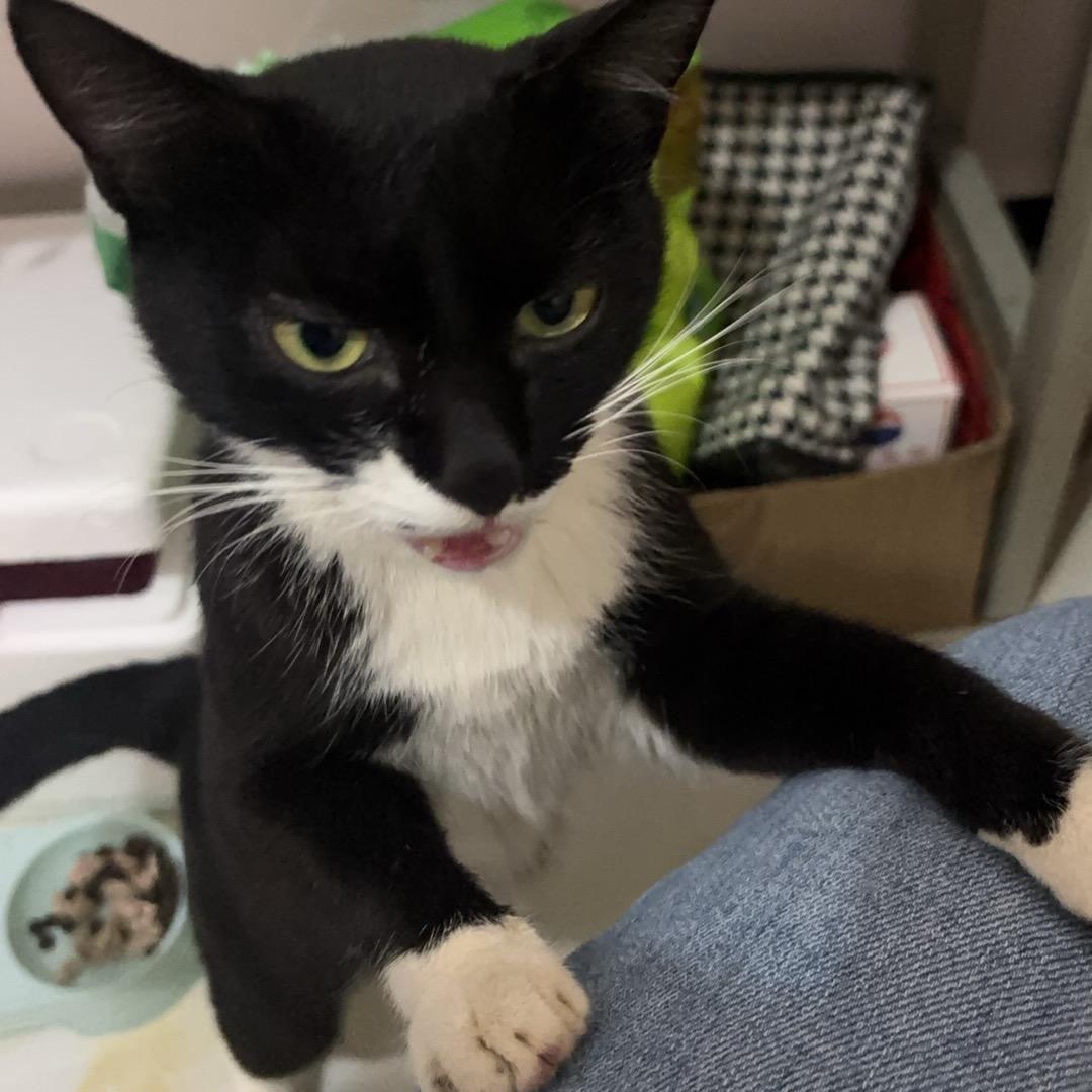 にほんごとうせんせい