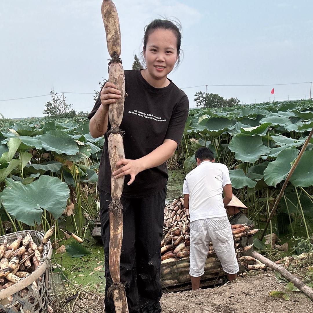 洪湖特产煲汤粉藕
