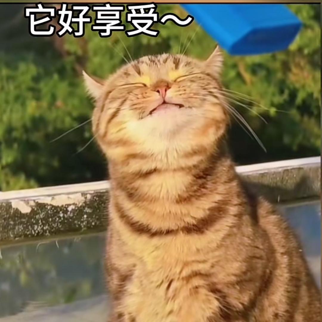 神秘的十三头像