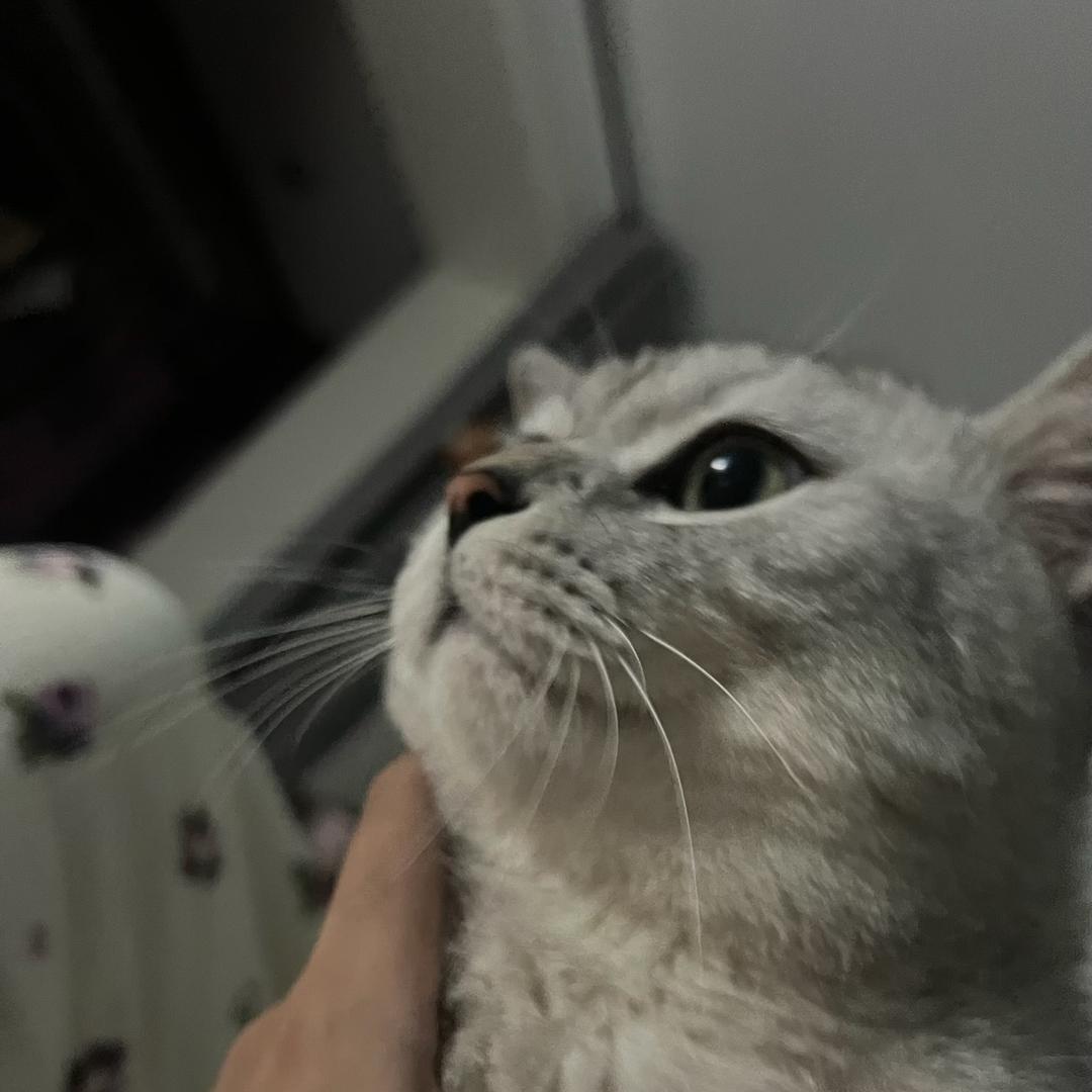 简直惨惨的