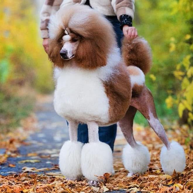 广西南宁Marta家巨贵犬舍