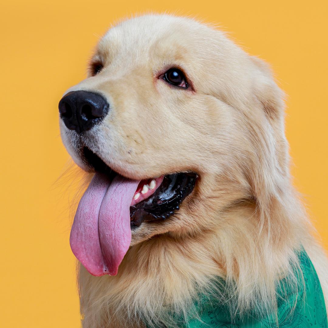 开心是只大金毛