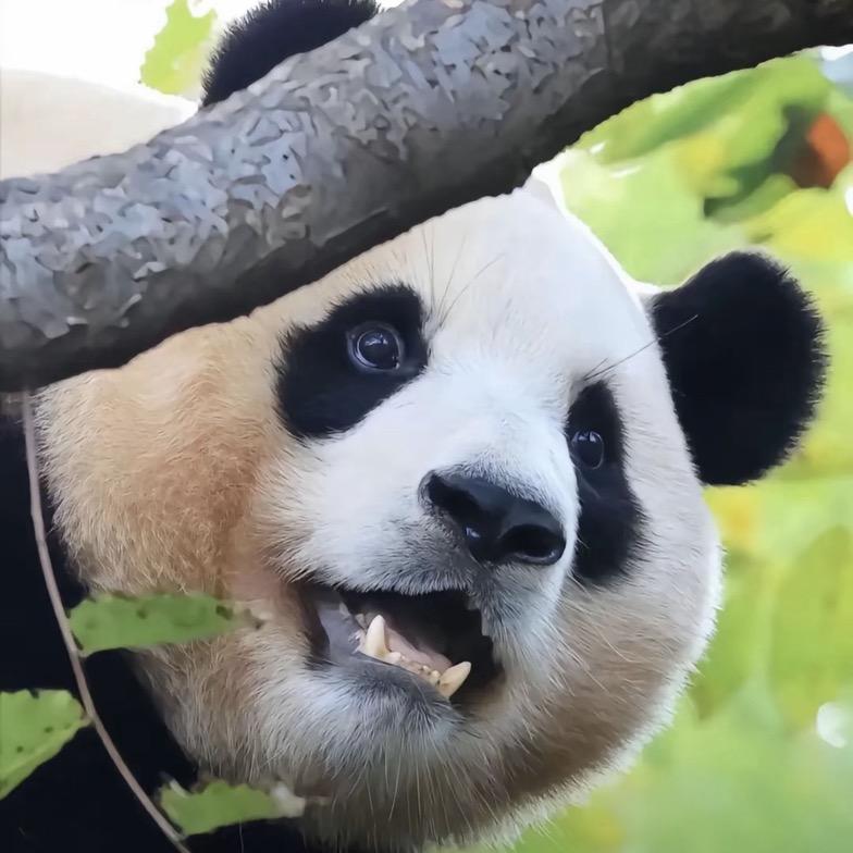 吞天大白饭