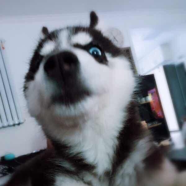 GN·灰太狼