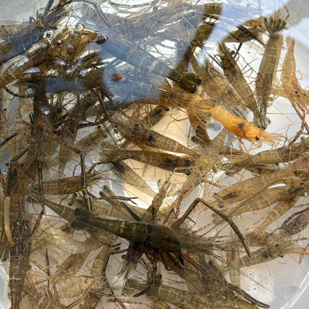 愛祢