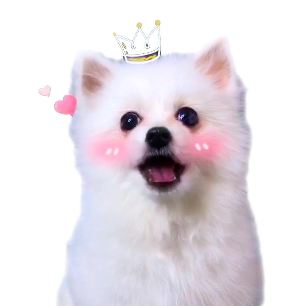 我家有狗名千万@抖音