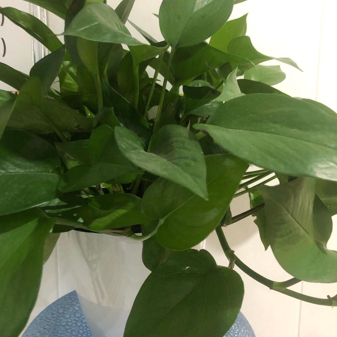 平安喜乐一生平安