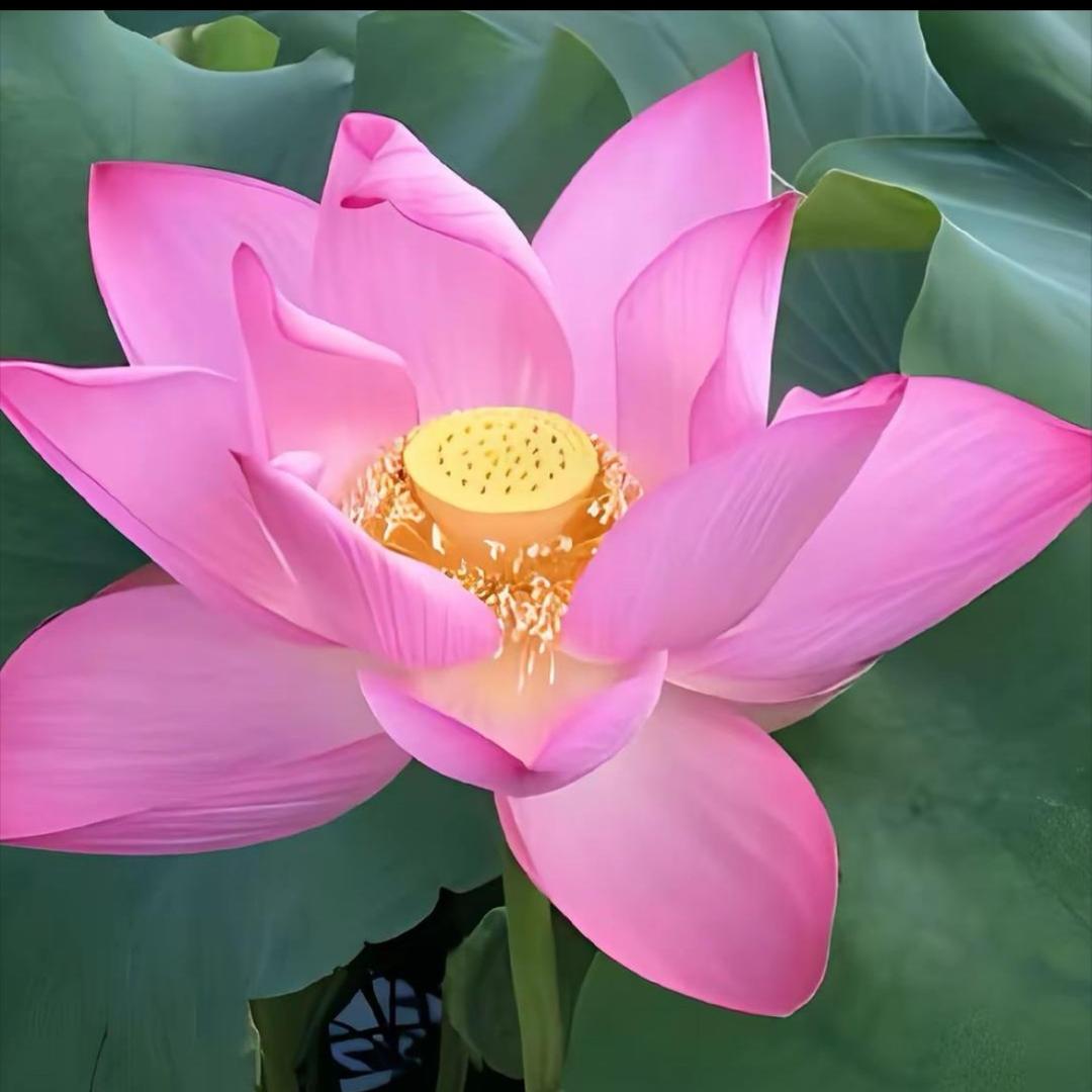 吉祥安康💐